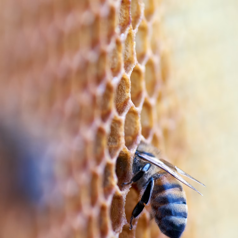 Royal Jelly Benefits: The Queen Bee's Secret for Energy and Skin