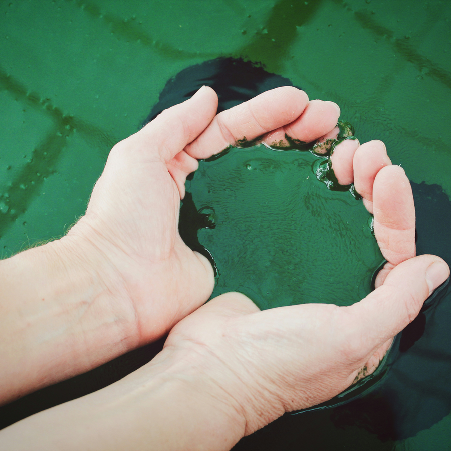 Spirulina vs. Chlorophyll: Two Supergreens, One Winner for Your Body