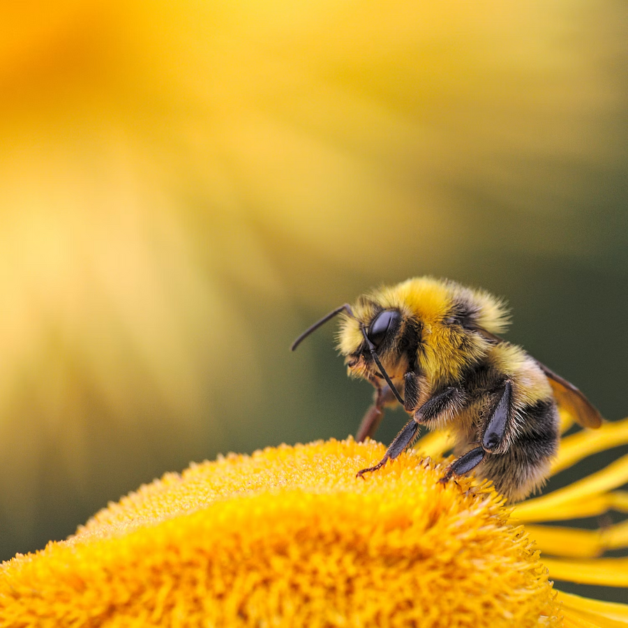 Bee Propolis Benefits: Why This Ancient Immune Booster Is Going Viral