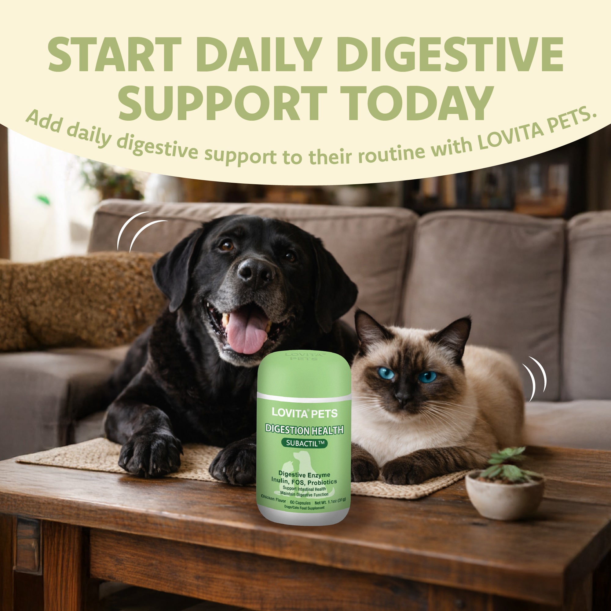 Digestion Health