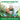 Odorless Garlic Extract